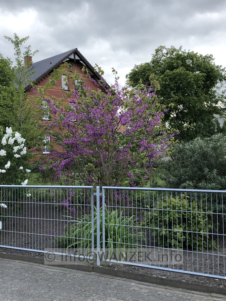 Cercis chinensis Avondale 01.JPG